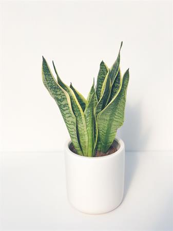 Sanseveria Trifasciata