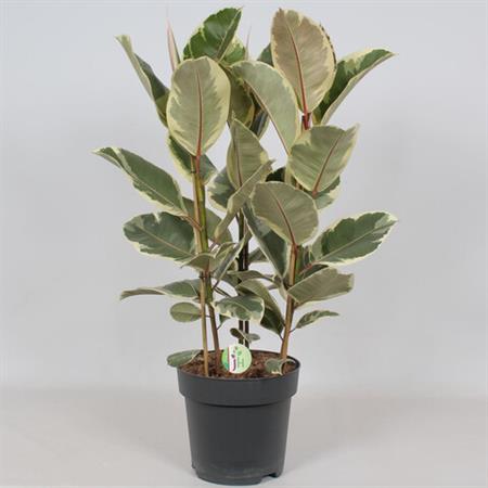 Ficus Elastica Tineke