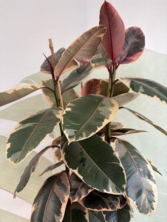 Ficus Elastica Tineke