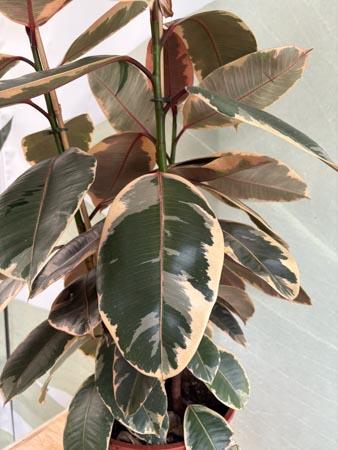 Ficus Elastica Tineke