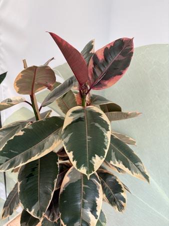 Ficus Elastica Tineke