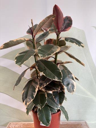 Ficus Elastica Tineke