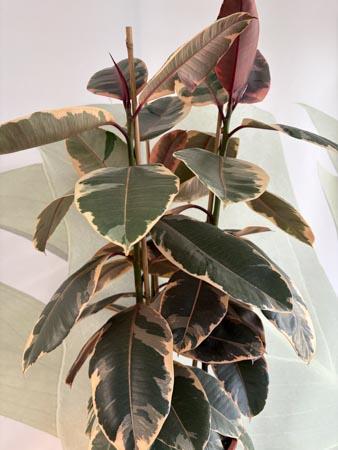 Ficus Elastica Tineke