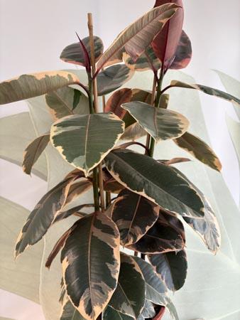 Ficus Elastica Tineke