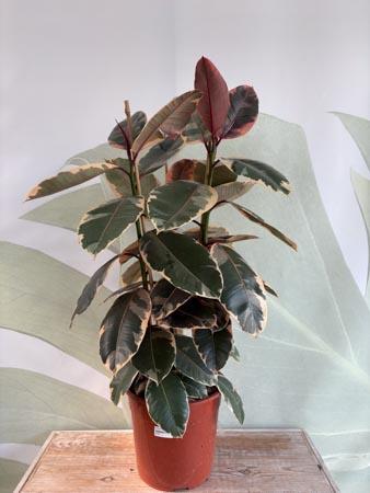 Ficus Elastica Tineke