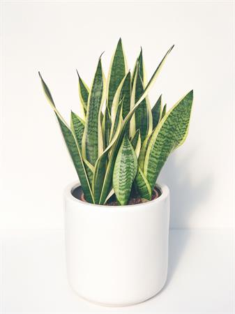 Sanseveria Trifasciata grande