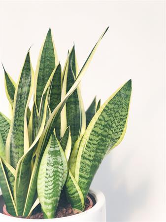 Sanseveria Trifasciata grande