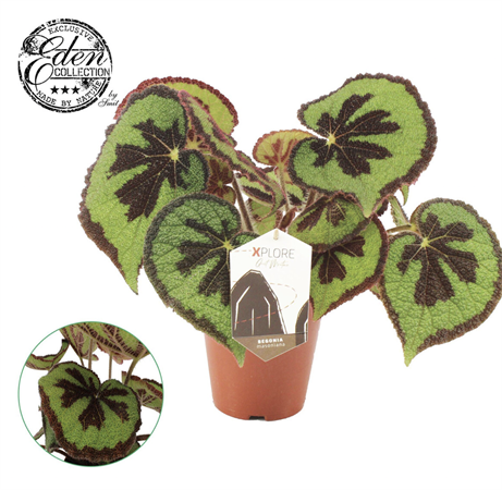 Begonia Masoniana