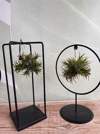 Tillandsia con supporto in ferro