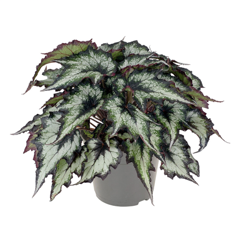 Begonia Blad Rex