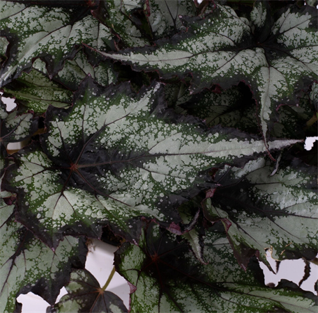 Begonia Blad Rex