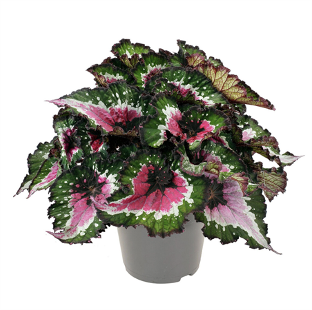 Begonia Blad Rex Red