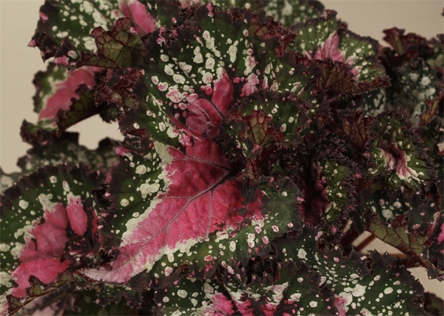 Begonia Blad Rex Red
