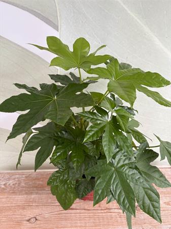 Fatsia