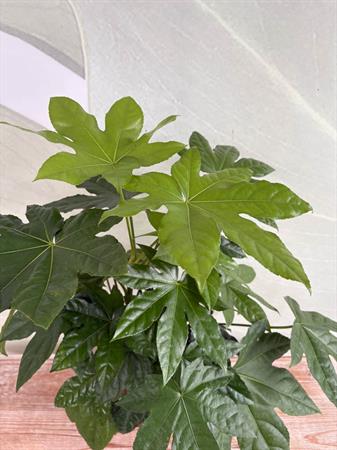 Fatsia