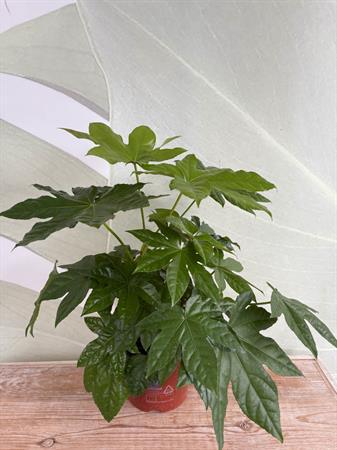 Fatsia