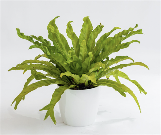 ASPLENIUM