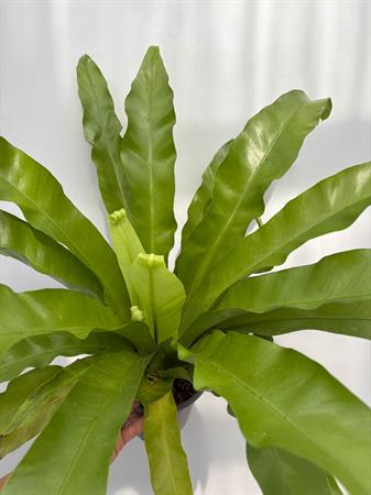 ASPLENIUM