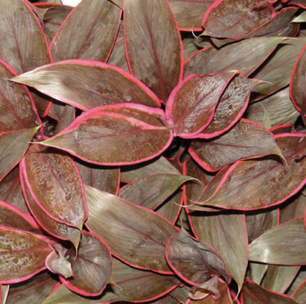Cordylina Red