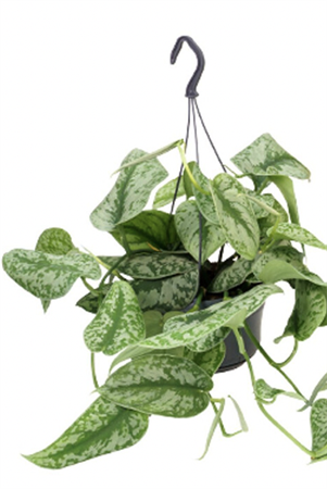 Pothos Tiger basket