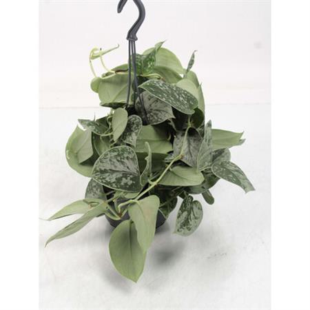 Pothos Tiger basket
