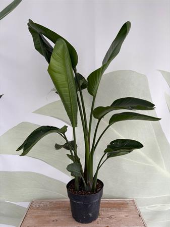 Strelitzia Nicolai