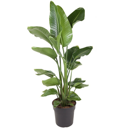 Strelitzia Nicolai