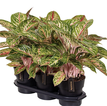 Aglaonema