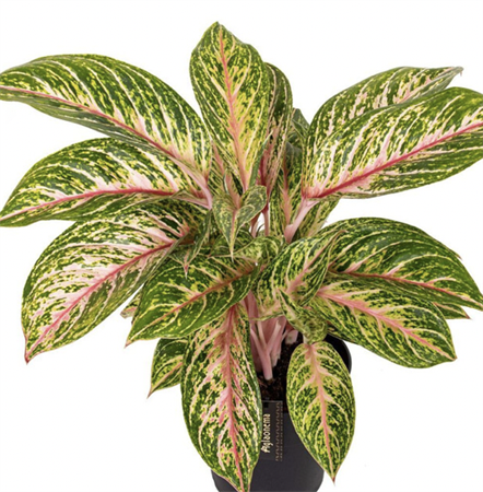 Aglaonema