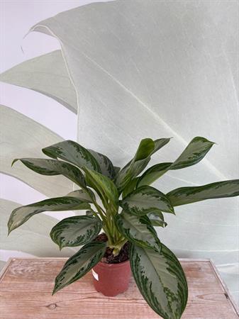 Aglaonema