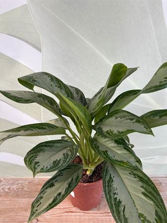 Aglaonema