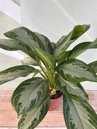 Aglaonema