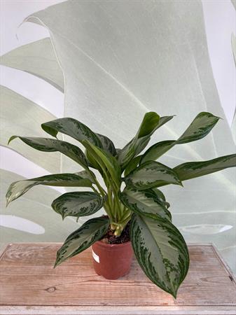 Aglaonema