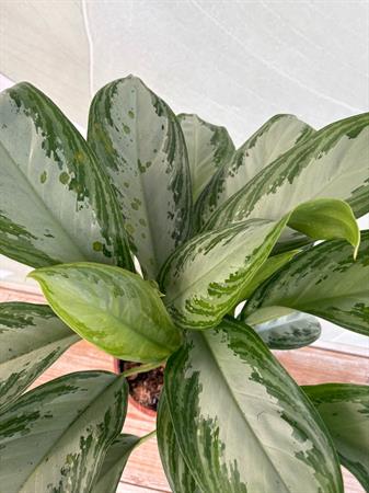 Aglaonema