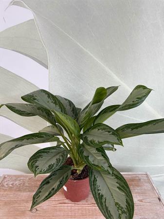 Aglaonema