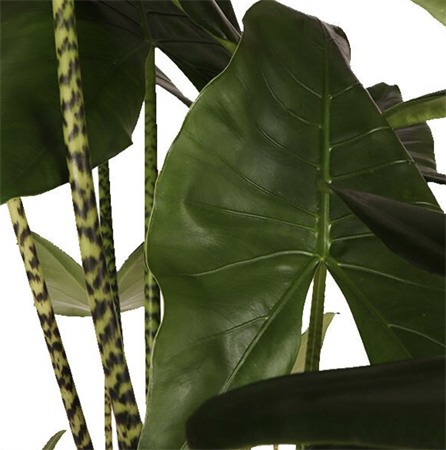 Alocasia Zebrina
