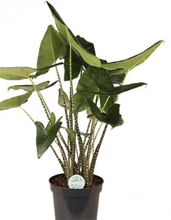 Alocasia Zebrina