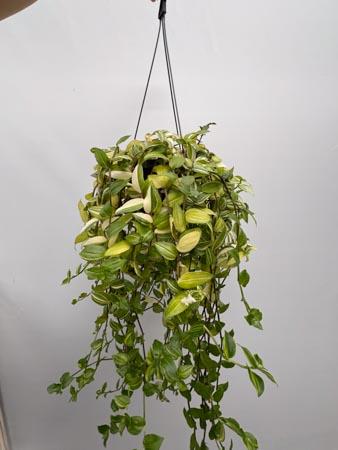 Tradescantia basket