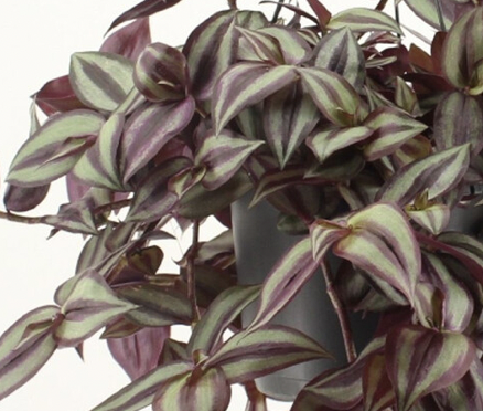 Tradescantia
