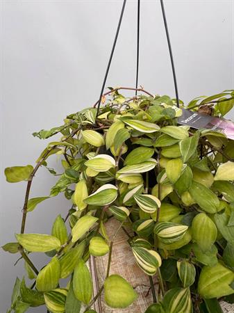 Tradescantia basket