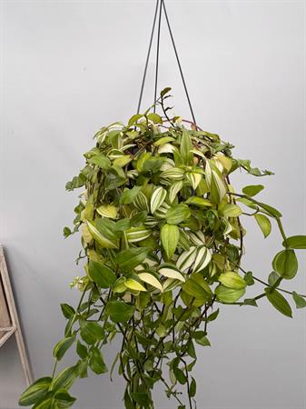 Tradescantia basket