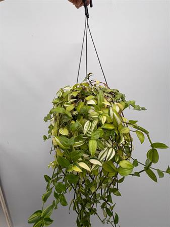 Tradescantia basket