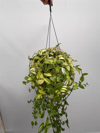Tradescantia basket