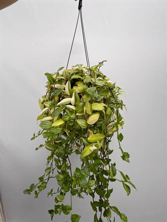 Tradescantia basket
