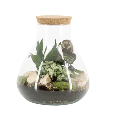 Terrarium