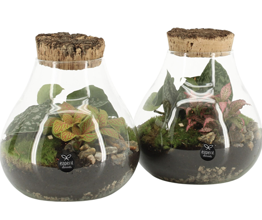 Terrarium