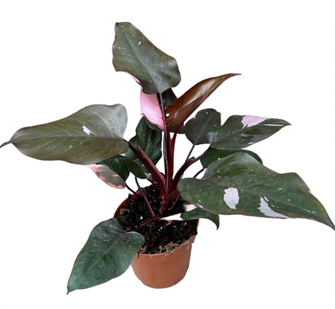 Philodendron pink princess