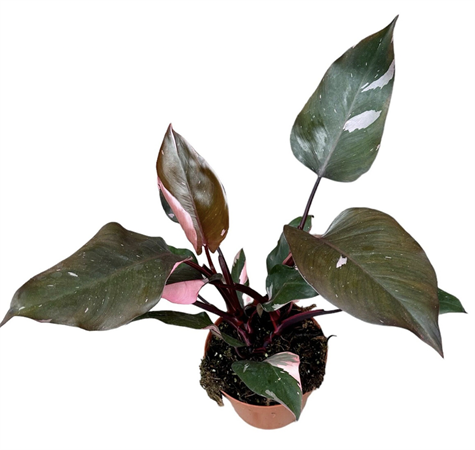 Philodendron pink princess