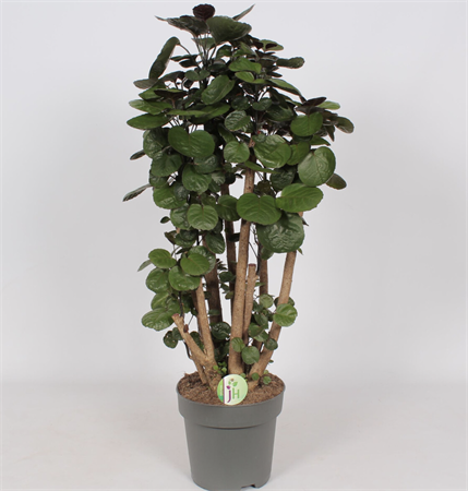 Polyscias Fabian ramificata