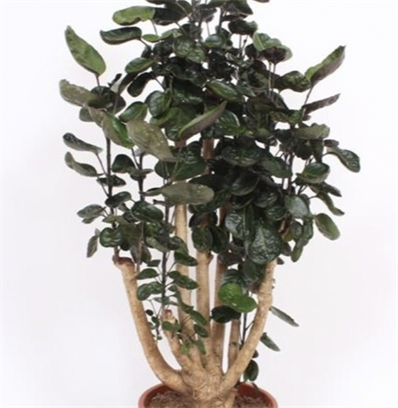 Polyscias Fabian ramificata